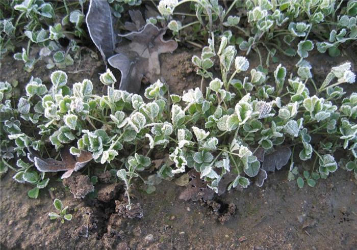 تاثیر سرما بر گیاهچه های یونجه